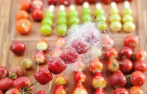 冰糖葫蘆能不能賣高價(jià)？為什么有店一串 19.9 還排隊(duì)？