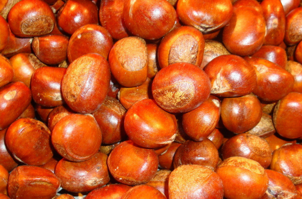 糖炒栗子怎么做不粘皮？掌握這幾個細節(jié)，炒出香甜金亮、輕松剝殼的好栗子！